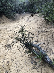 Eriodictyon altissimum