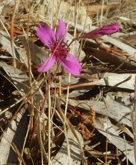 Pelargonium rodneyanum