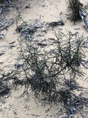 Eriodictyon altissimum