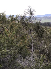 Eriodictyon altissimum