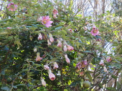 Passiflora pinnatistipula