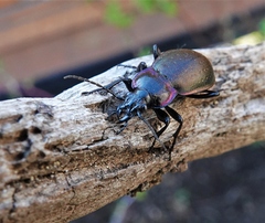 Carabus nemoralis