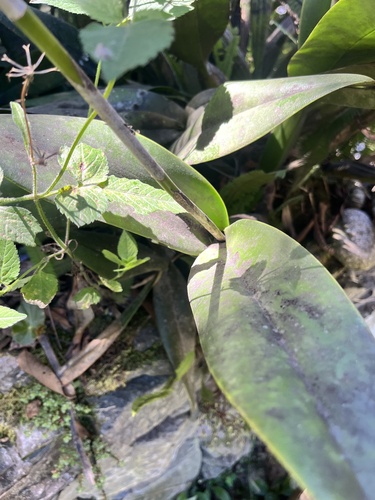 Laelia marginata, photograph 2