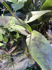 Laelia marginata, photograph (c) Felix Seebauer, some rights reserved (CC BY)