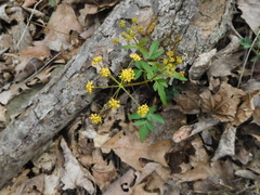 Zizia trifoliata