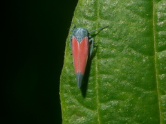 Cardioscarta flavifrons