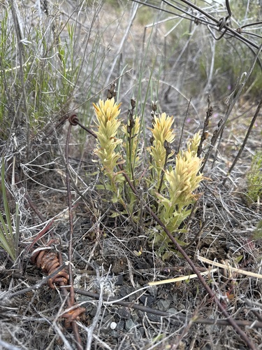 wavyleaf Indian paintbrush (Castilleja applegatei)