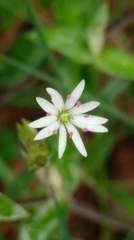 Stellaria vestita
