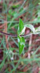 Stellaria vestita