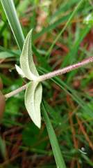 Stellaria vestita