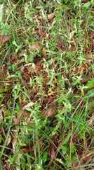 Stellaria vestita