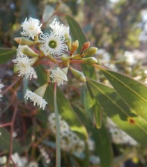 Eucalyptus fasciculosa