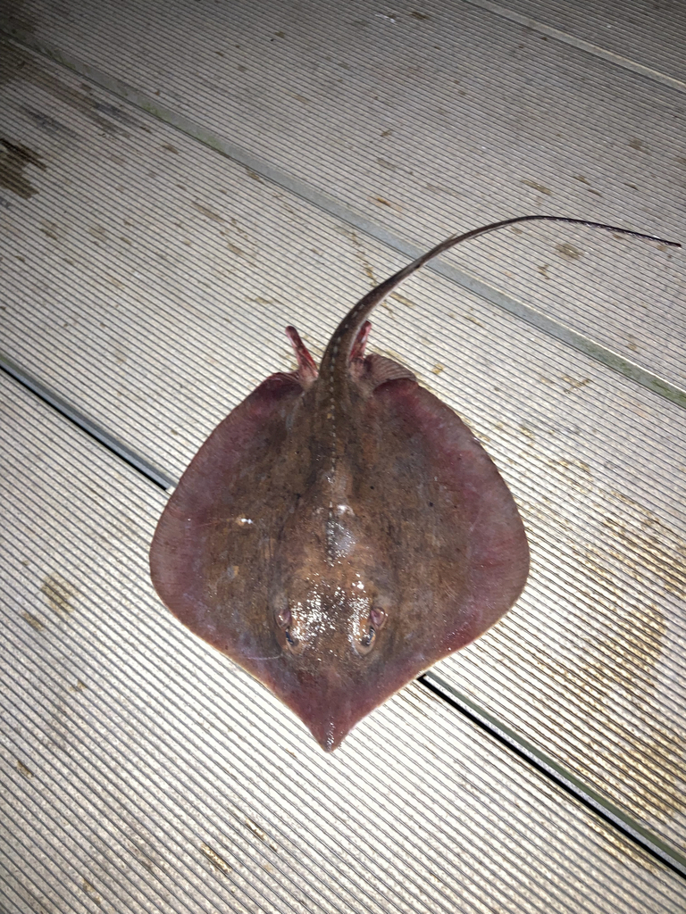 Atlantic Stingray