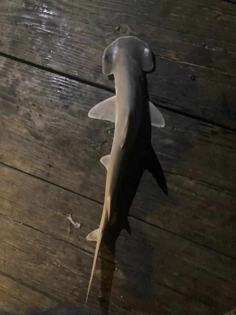 Bonnethead