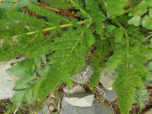 Thapsia meoides