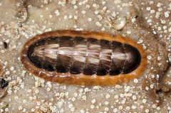 Torre's Chiton