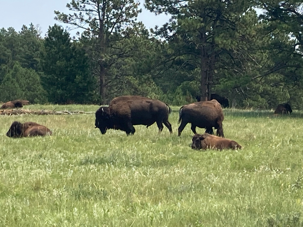 American Bison
