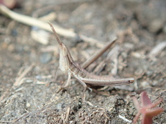 Acrida cinerea