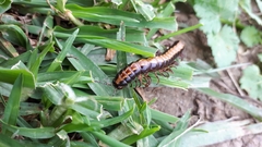 Phyllocladosoma dorrigense