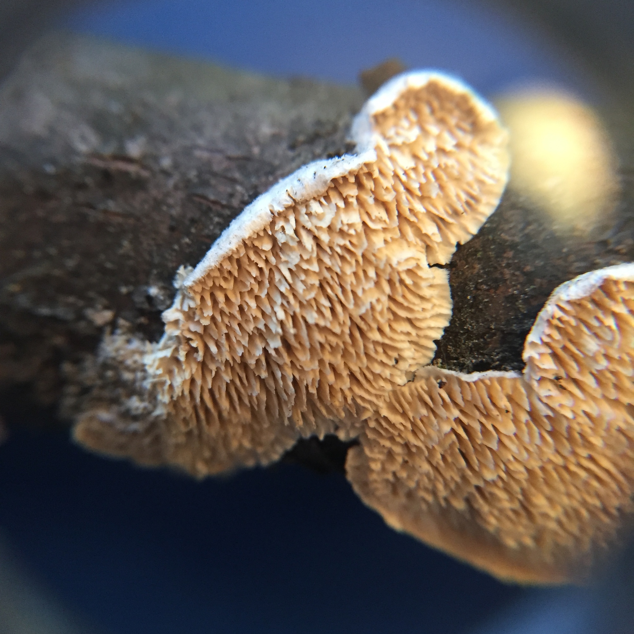 Irpex lacteus image