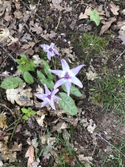 Erythronium hendersonii