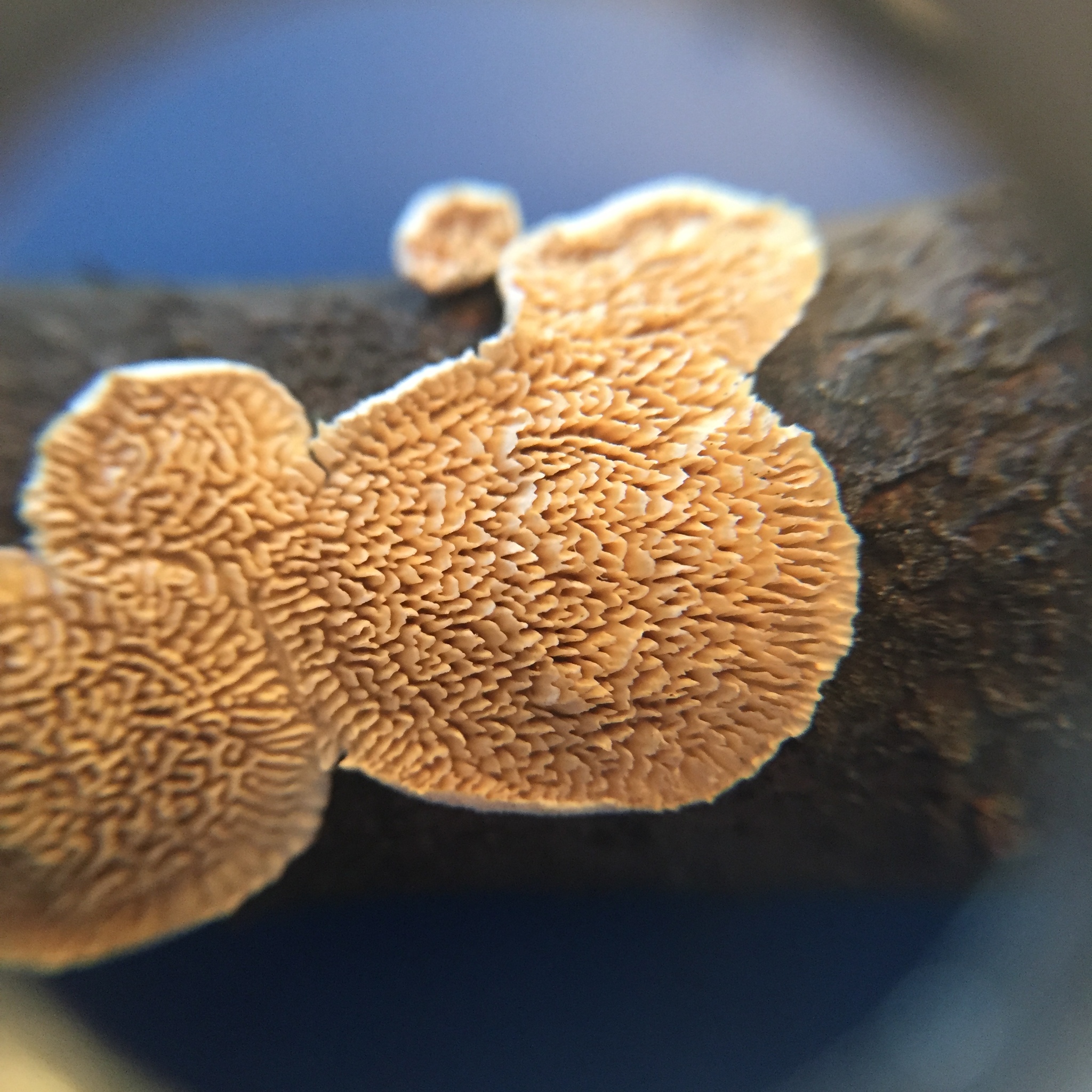 Irpex lacteus image