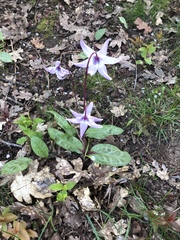 Erythronium hendersonii