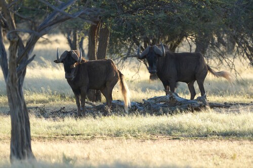 Black Wildebeest