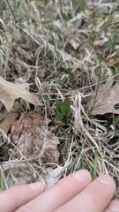 Arrowhead Violet (Viola sagittata)