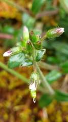 Cerastium morrisonense