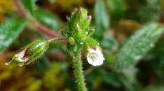 Cerastium morrisonense