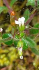 Cerastium morrisonense