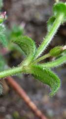 Cerastium morrisonense