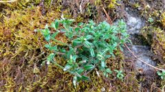 Cerastium morrisonense