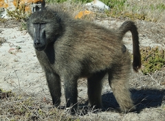 Chacma Baboon photo 3