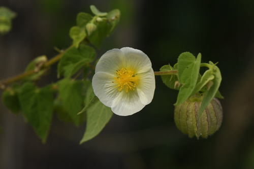 Herissantia tiubae