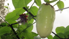 Passiflora quadrangularis