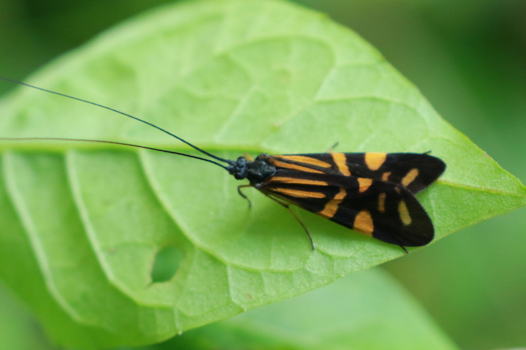 Macrostemum brasiliense