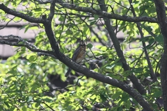 Turdus migratorius