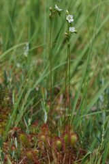 Drosera × obovata