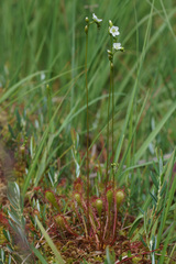 Drosera × obovata