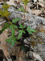 Zizia trifoliata
