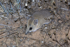 Sminthopsis crassicaudata