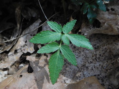 Zizia trifoliata