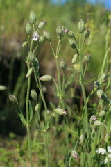 Silene songarica