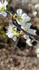 Prunus gracilis
