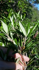Comarostaphylis diversifolia diversifolia