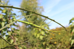 Acanthoxyla inermis
