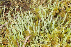 Cladonia rigida