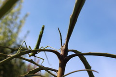 Acanthoxyla inermis